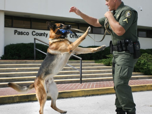 K9 Thor and Handler Corporal John Rux